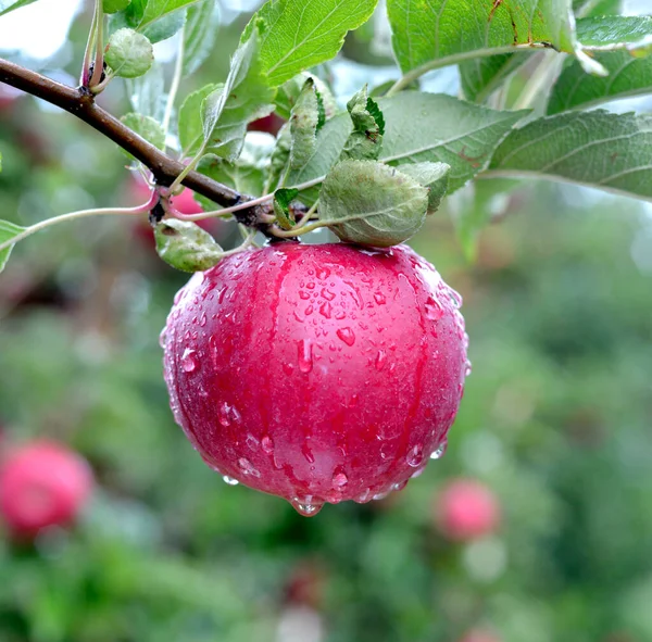 Капли Дождя Спелые Яблоки Саду Осенью — стоковое фото