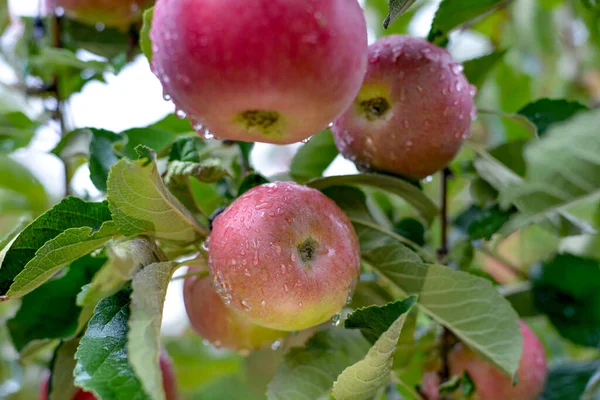 Regentropfen Auf Reife Äpfel Einem Obstgarten Herbst — Stockfoto