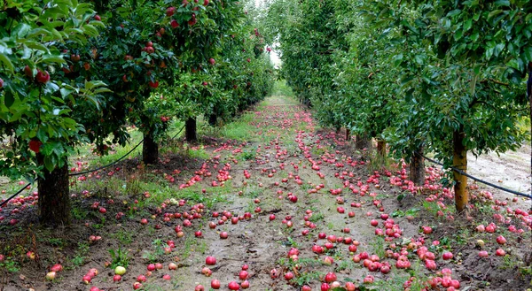 秋には果樹園の熟したリンゴが降ります — ストック写真