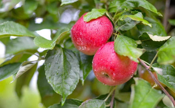 Σταγόνες Βροχής Ώριμα Μήλα Ένα Περιβόλι Φθινόπωρο — Φωτογραφία Αρχείου