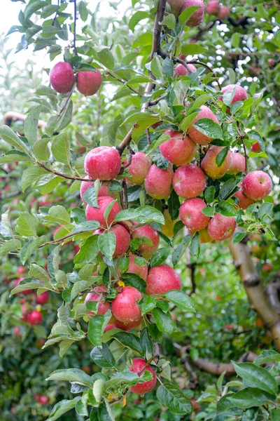 가을에 과수원에 사과에 내린다 — 스톡 사진