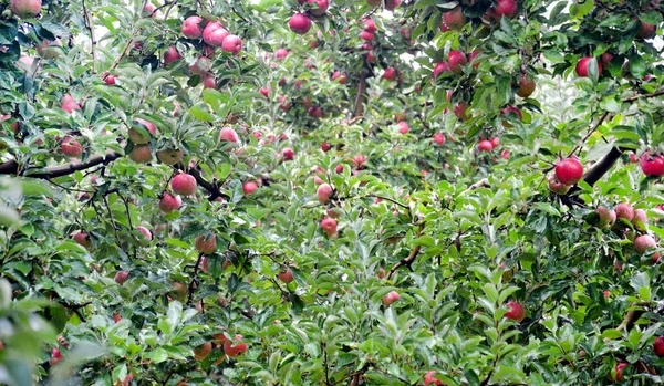 Gotas Lluvia Manzanas Maduras Huerto Otoño — Foto de Stock