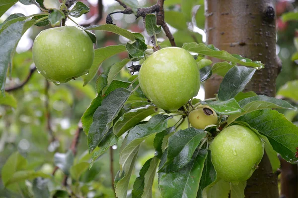 Gotas Lluvia Manzanas Maduras Huerto Otoño — Foto de Stock