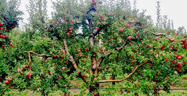 Gotas Lluvia Manzanas Maduras Huerto Otoño — Foto de Stock