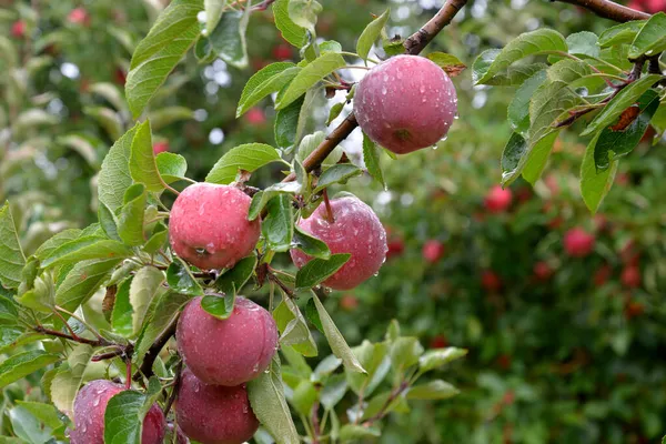 Regndroppar Mogna Äpplen Fruktträdgård Hösten — Stockfoto