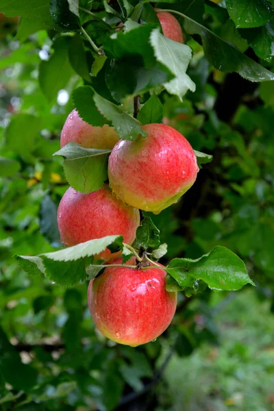 Pluie Tombe Sur Les Pommes Mûres Dans Verger Automne — Photo