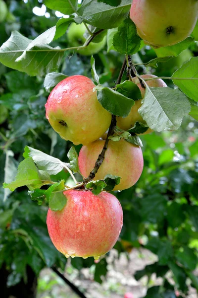 Gocce di pioggia su mele mature in un frutteto in autunno — Foto Stock