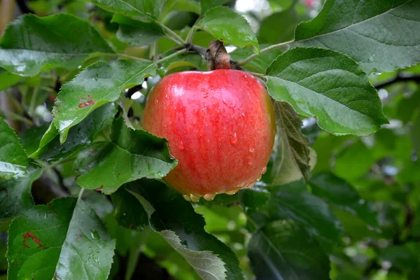 Regn dråber på modne æbler i en frugtplantage i efteråret - Stock-foto