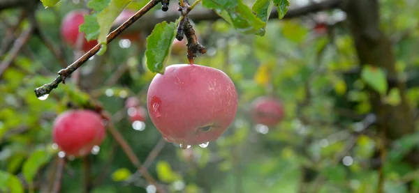 Sonbaharda meyve bahçesinde olgun elmalara yağmur damlaları düşer. — Stok fotoğraf