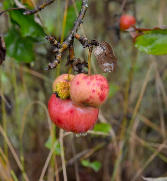 Regndroppar på mogna äpplen i en fruktträdgård på hösten — Stockfoto