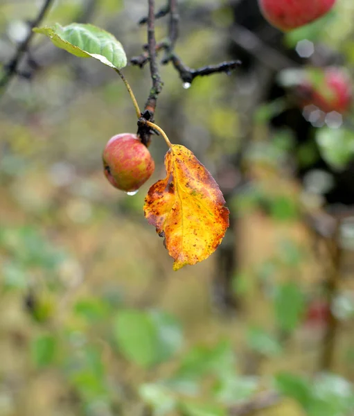 秋には果樹園の熟したリンゴが降ります — ストック写真