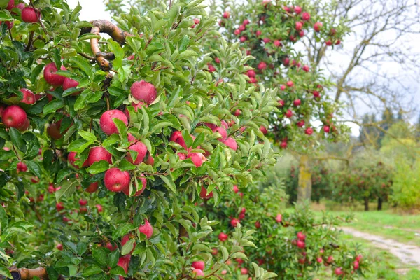 Eső cseppek érett almákra egy gyümölcsösben ősszel — Stock Fotó