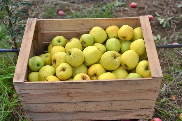 Cajas Madera Con Manzanas Maduras Una Imagen Huerto — Foto de Stock