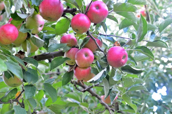 과수원에 사과가 나무들 — 스톡 사진