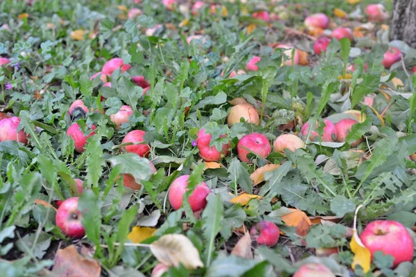 Árboles Con Manzanas Rojas Huerto — Foto de Stock