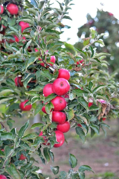 Piros Almás Fák Egy Gyümölcsösben — Stock Fotó