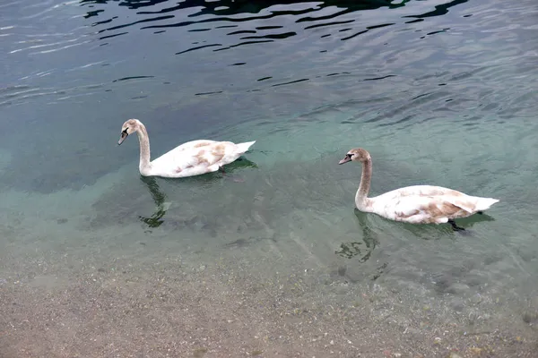 Picture Swans Lake Ohrid Macedonia — Stock Photo, Image