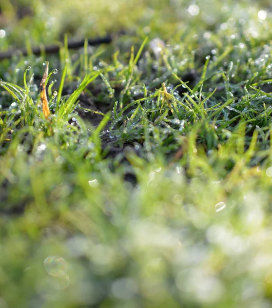 Plant Leaves Covered Morning Frost Photo Taken Late Autumn — Stock Photo, Image