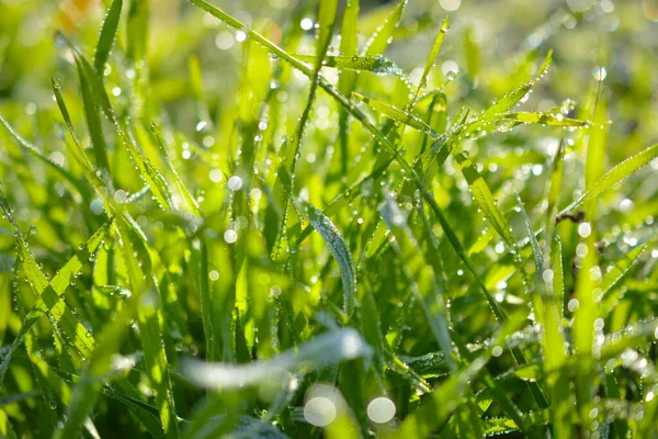 Plant Met Bladeren Bedekt Met Vorst Van Ochtend Foto Genomen — Stockfoto