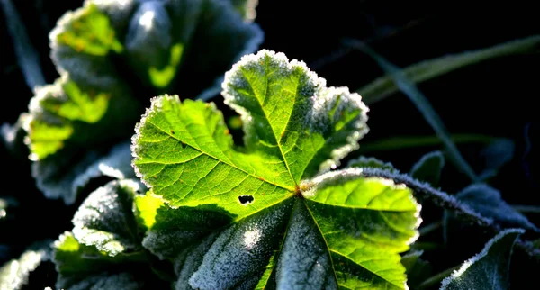 朝の霜に覆われた葉を持つ植物します 晩秋で撮影した写真 — ストック写真