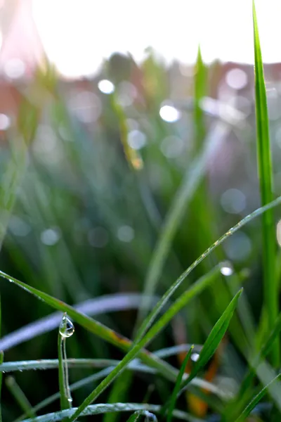 Vatten Droppar Det Gröna Gräset Morgonen Ingen Effekt — Stockfoto