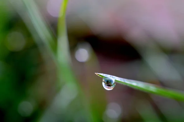 Water Drops Green Grass Morning Effect — Stock Photo, Image