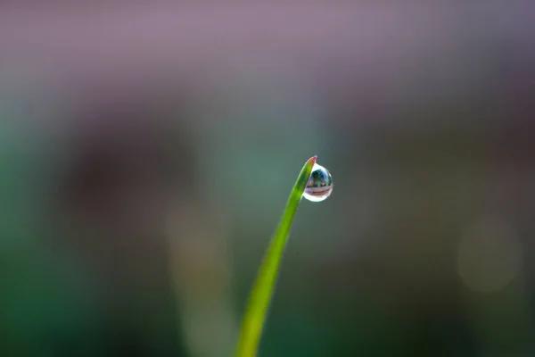 Vatten Droppar Det Gröna Gräset Morgonen Ingen Effekt — Stockfoto