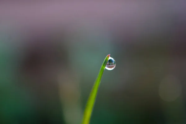 Gocce Acqua Sull Erba Verde Mattino Nessun Effetto — Foto Stock