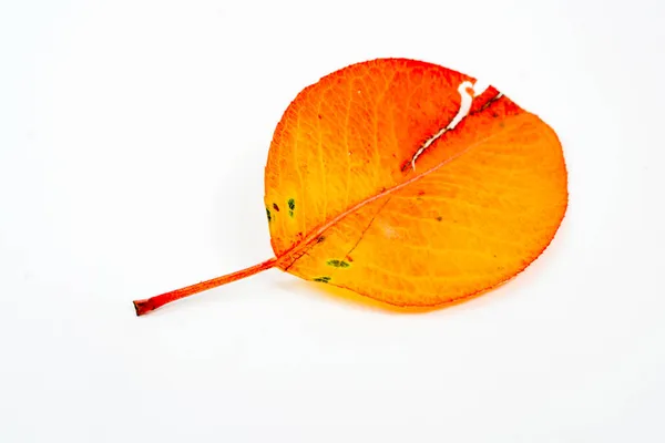 Hoja Otoño Aislada Sobre Fondo Blanco — Foto de Stock