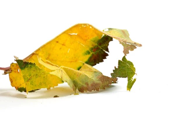 Podzim Listy Izolované Bílém Pozadí — Stock fotografie