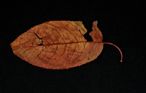 Image Autumn Leaf Fall Concept — Stock Photo, Image