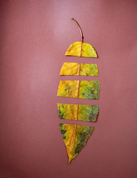 나뭇잎의 이미지 컨셉트 — 스톡 사진
