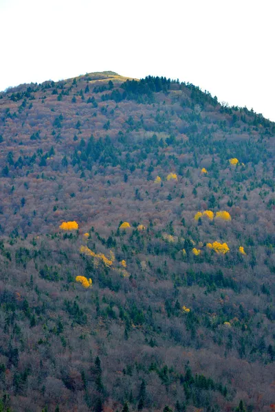 Güzel manzara, sonbahar ormanlarının renkleri. — Stok fotoğraf