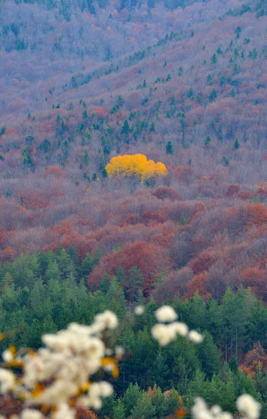Bela paisagem, cores da floresta de outono — Fotografia de Stock