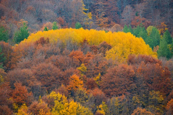 Bela paisagem, cores da floresta de outono — Fotografia de Stock