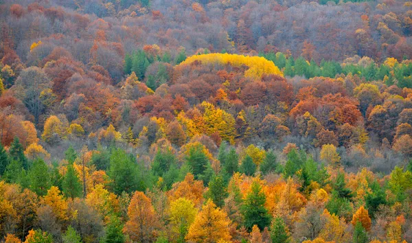 Prachtig landschap, kleuren van herfstbos — Stockfoto