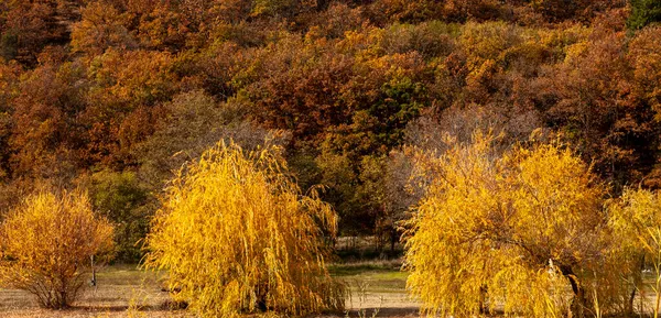 Beautiful landscape , colors of autumn forest — Stock Photo, Image