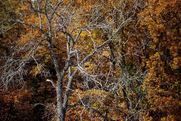 Piękny krajobraz, kolory jesiennego lasu — Zdjęcie stockowe