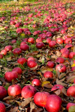 Elmalar bir meyve bahçesi sonbahar konseptine düştü