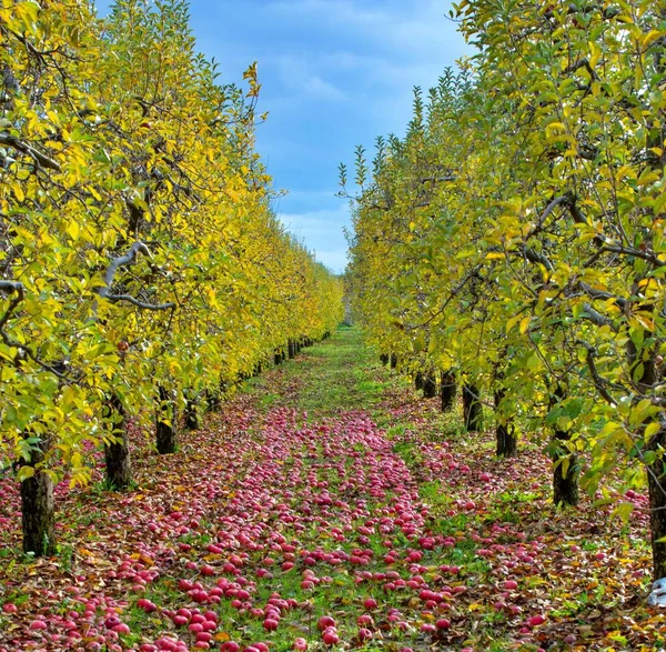 Appels Vallen Een Boomgaard Herfst Concept — Stockfoto