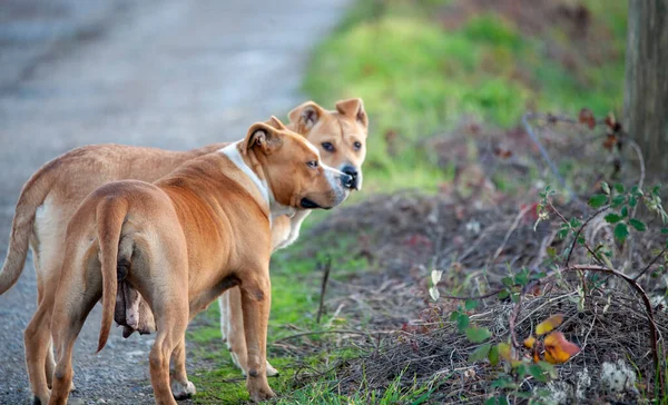 Kvinna Brown amerikanska staffordshire terrier står i naturen . — Stockfoto