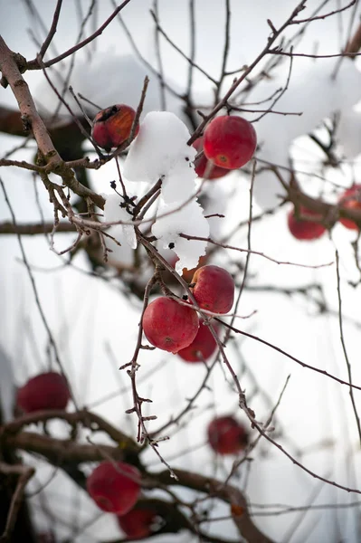 Winter Apples Trees Snow Orchard — Stock Photo, Image