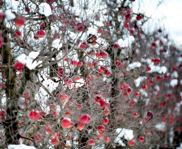 果樹園で雪の冬のリンゴの木 — ストック写真