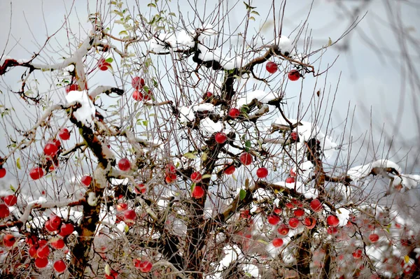 Téli Almafák Hóval Gyümölcsösben — Stock Fotó