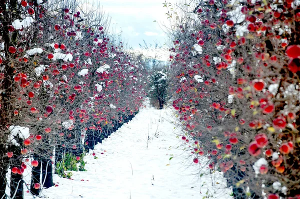 Manzanas Invierno Con Nieve Huerto — Foto de Stock