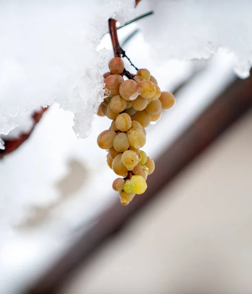 Freez tros druiven op winter, dof is ondiepe — Stockfoto