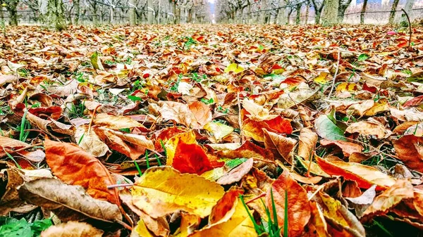 Fallen Leaves Apple Trees Fall Colors — Stock Photo, Image