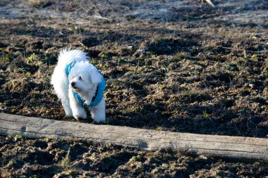 Serin, komik kaniş köpeği kışlık paltosuyla Ocak ayında yürüyüşe çıkmış.