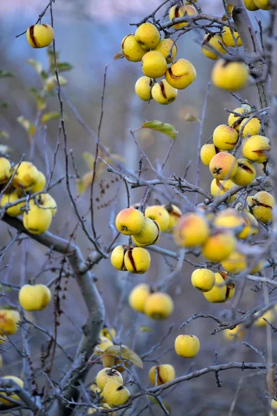 12月に放棄された果樹園で収穫されなかった熟したリンゴ — ストック写真