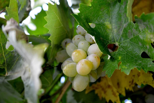 Белый Виноград Готов Сбору Урожая — стоковое фото